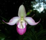 684px-slipper_orchid_wyn1